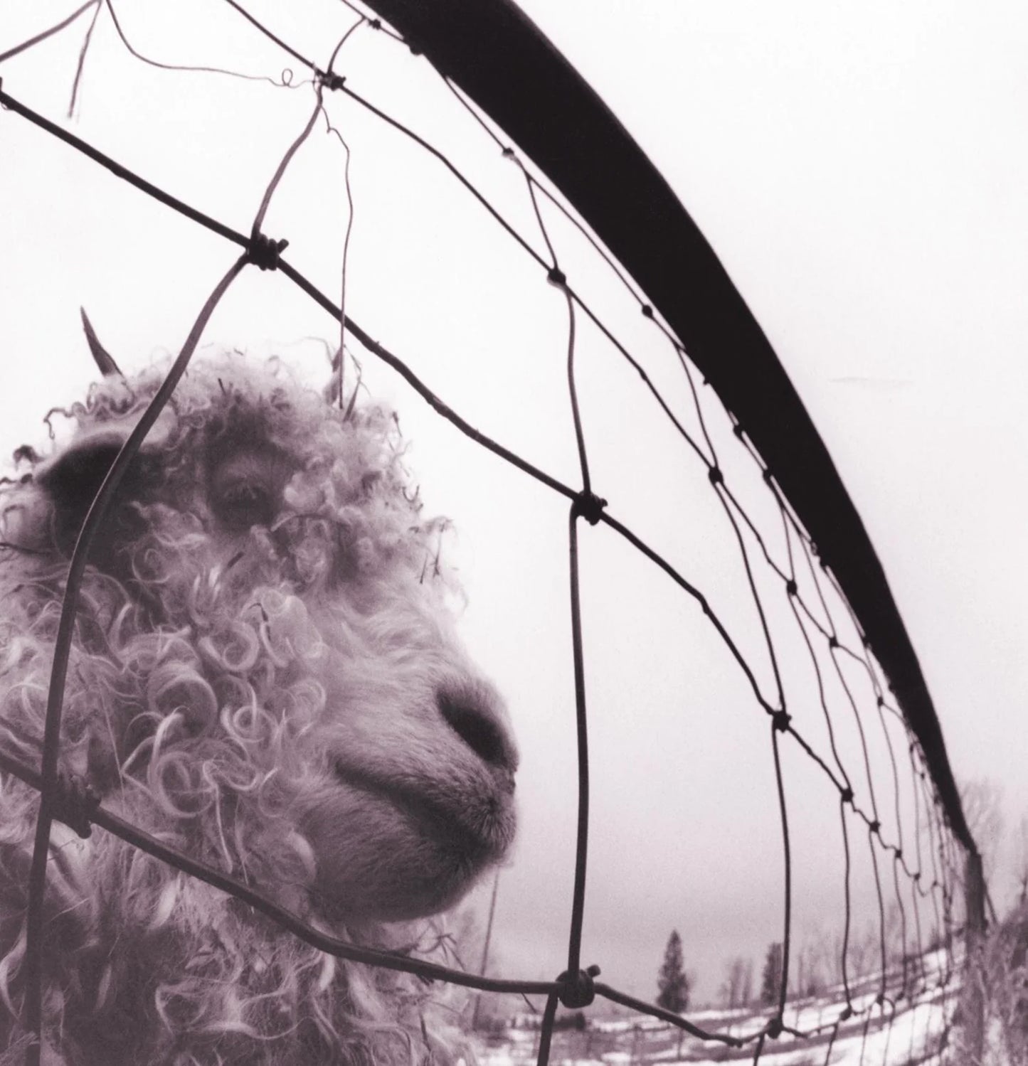 Pearl Jam - Vs. (Vinyl)