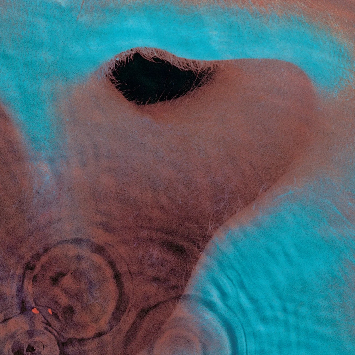 Pink Floyd - Meddle (Vinyl)